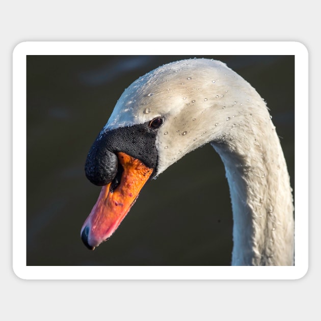 A mute swan, soon after dawn Sticker by fparisi753